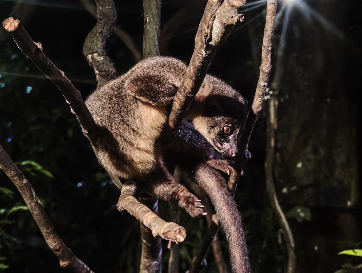 Small-Toothed Palm Civet (Arctogalidia trivirgata)