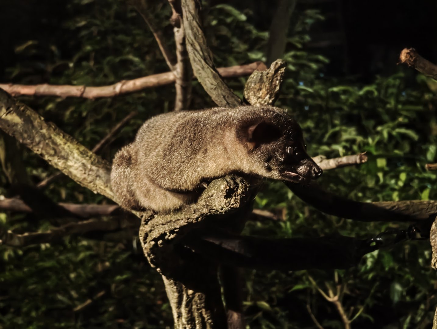 Small-Toothed Palm Civet (Arctogalidia trivirgata)