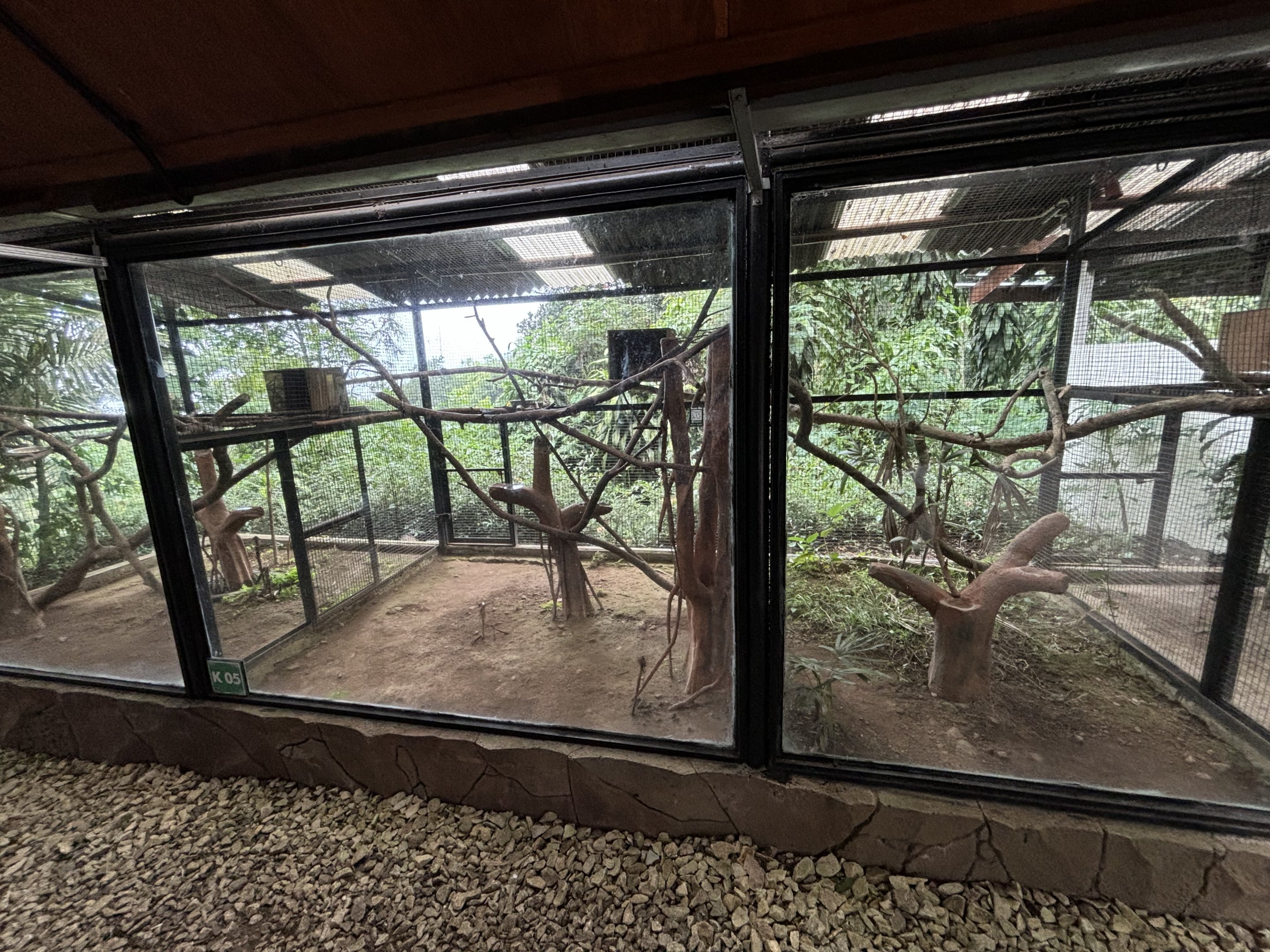 Small-toothed Palm Civet Exhibits