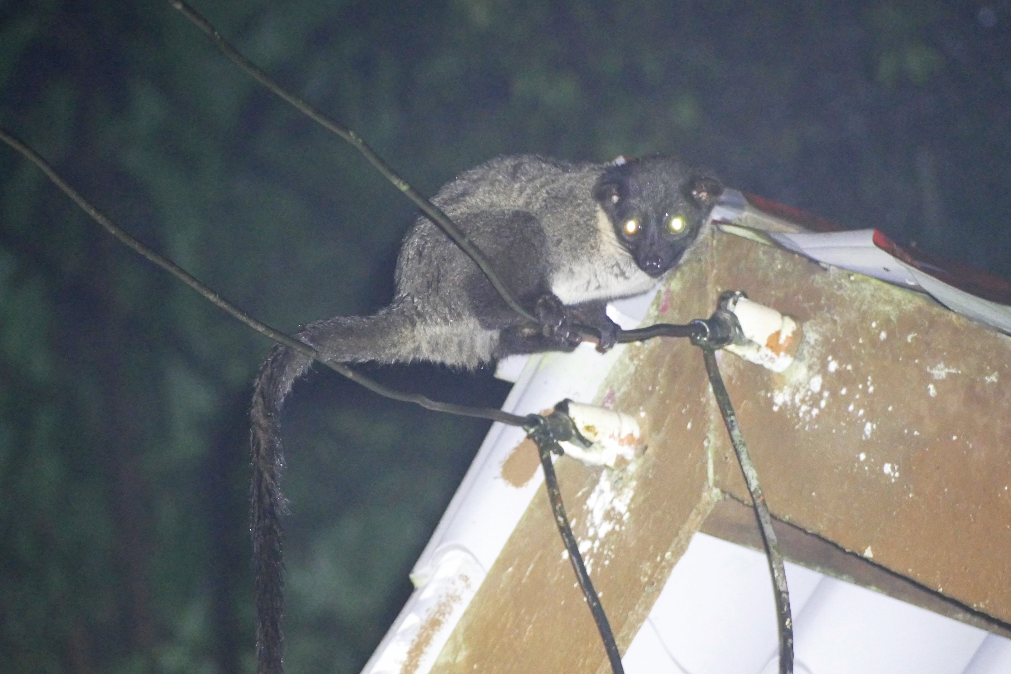 Small-toothed palm civet - Fraser's Hill