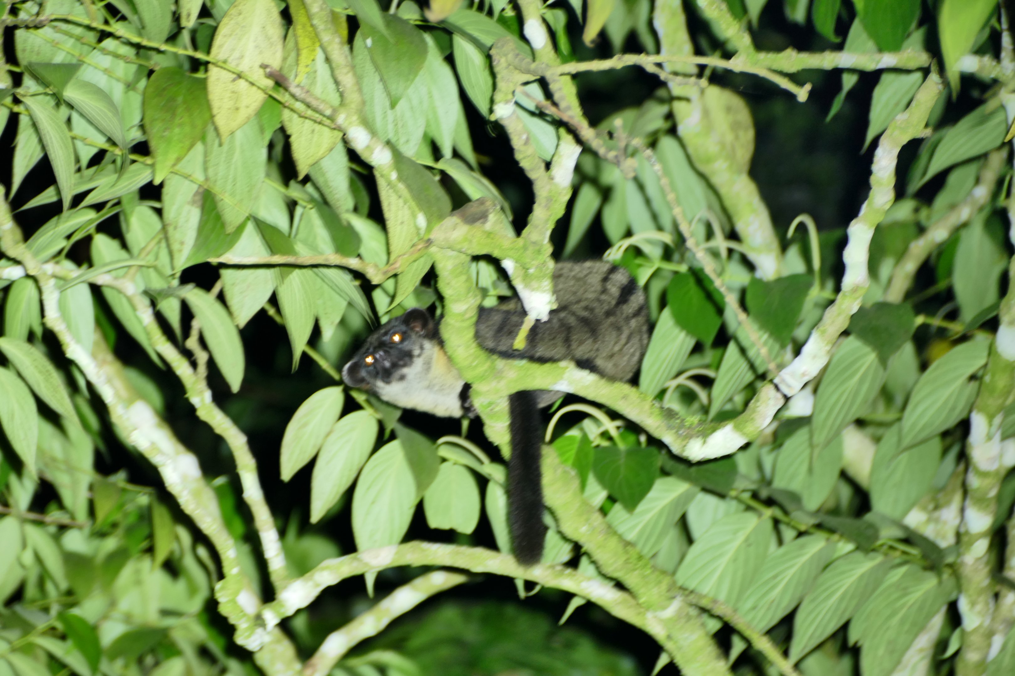 Small-toothed palm civet - Fraser's Hill
