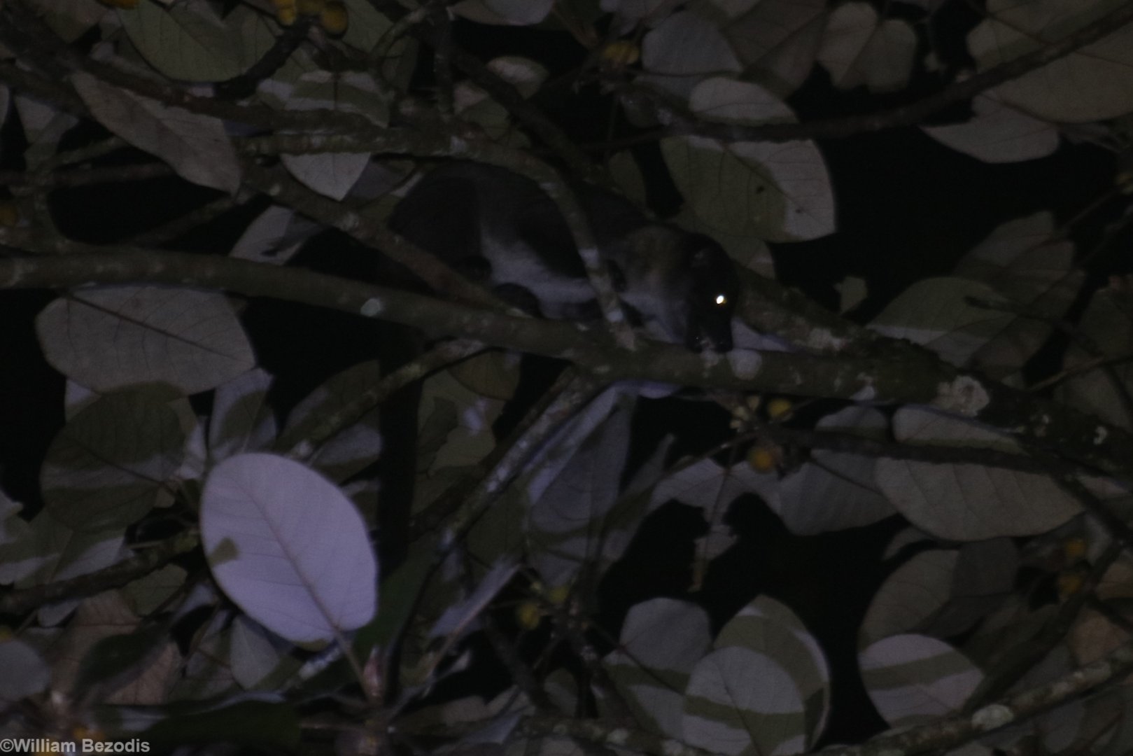 Small-toothed Palm Civet - Tapan Road