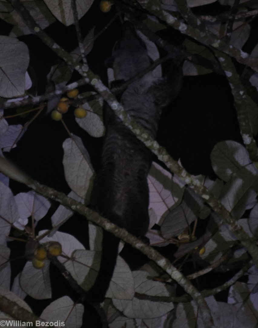 Small-toothed Palm Civet - Tapan Road
