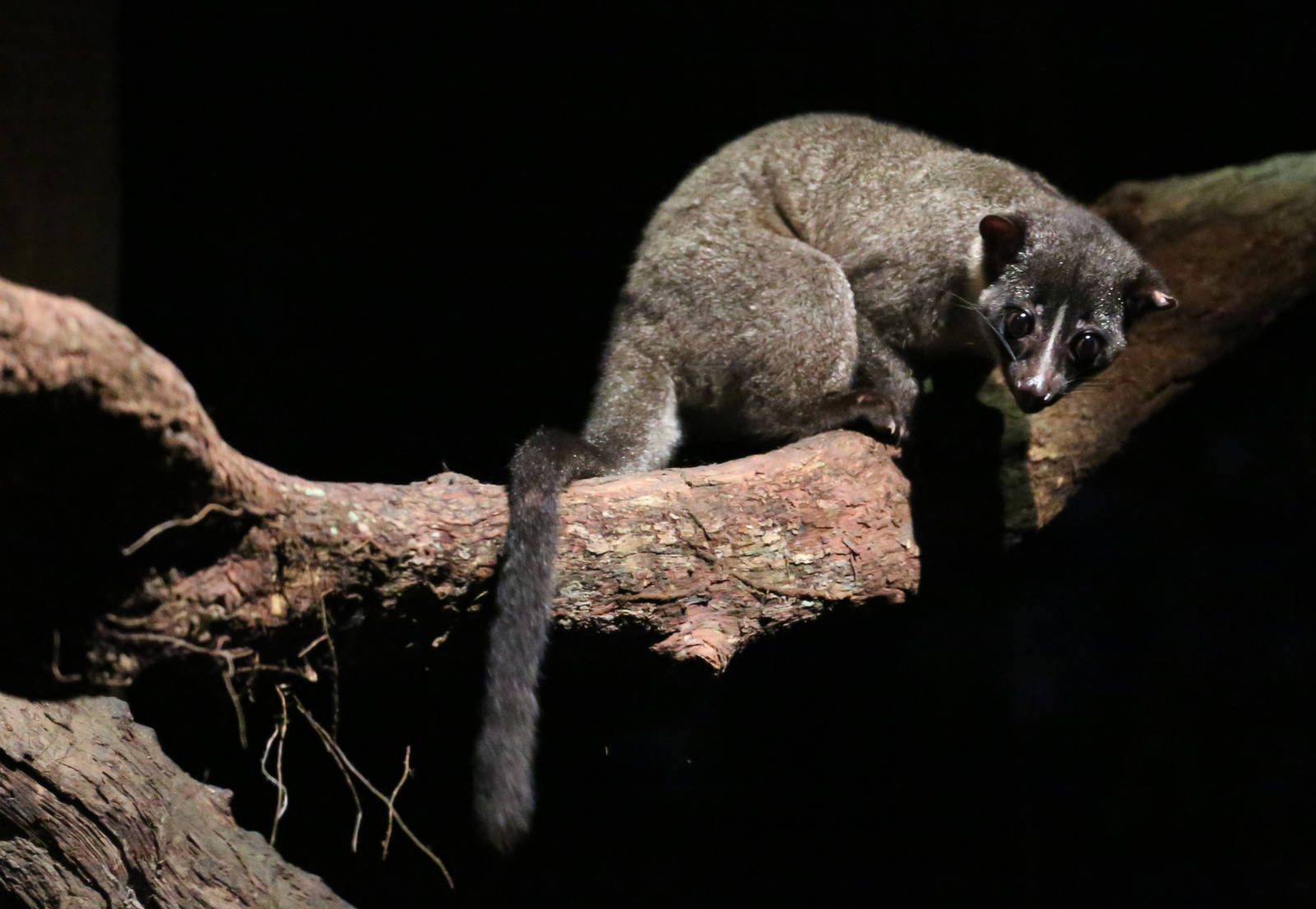 Small-toothed Palm Civet