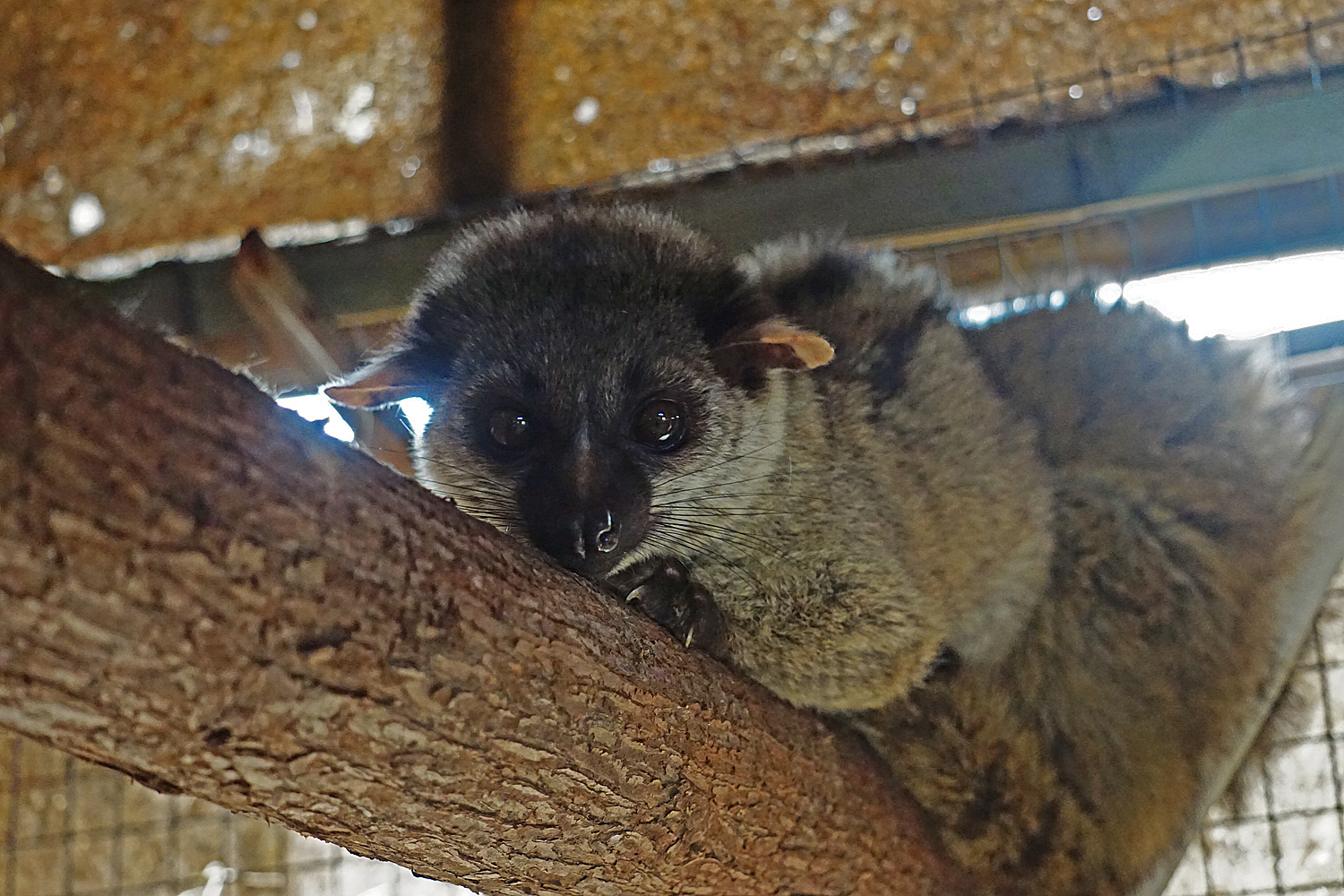 Small-toothed palm civet