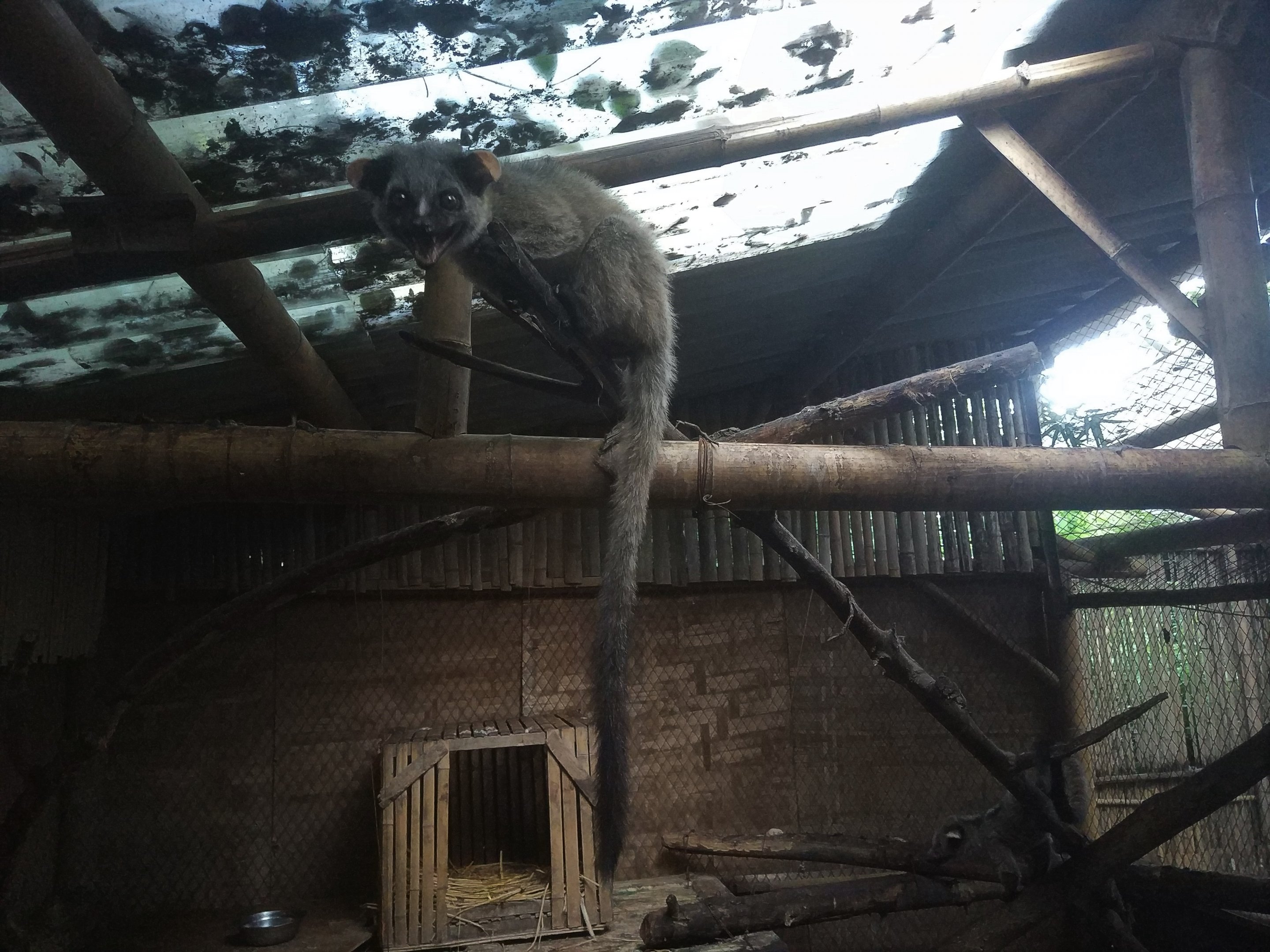 Small-toothed Palm Civet