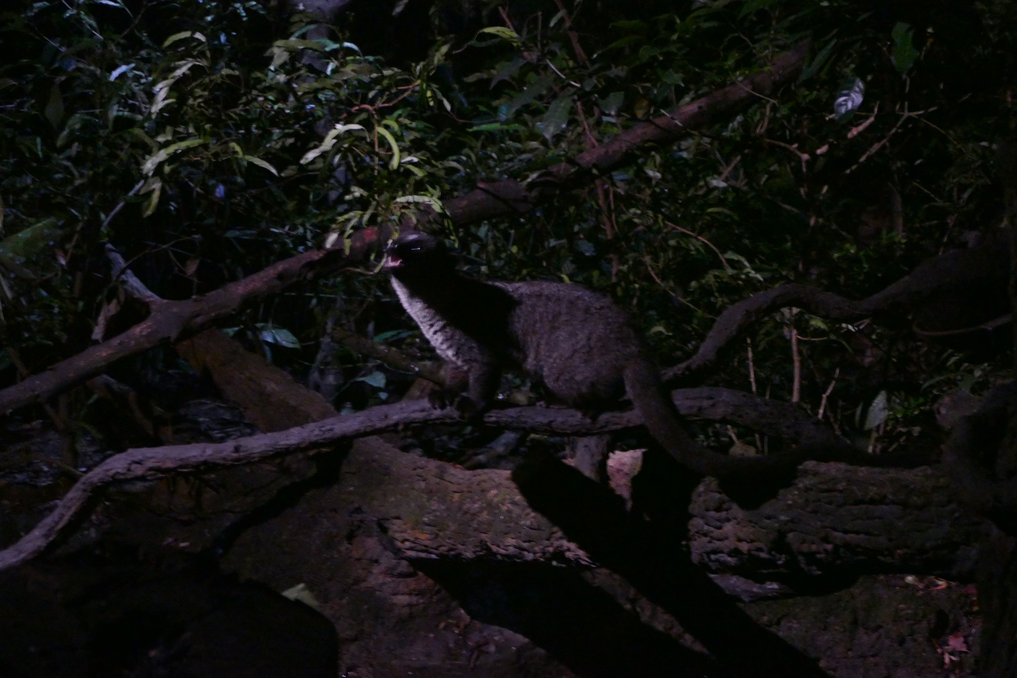 Small-toothed Palm Civet