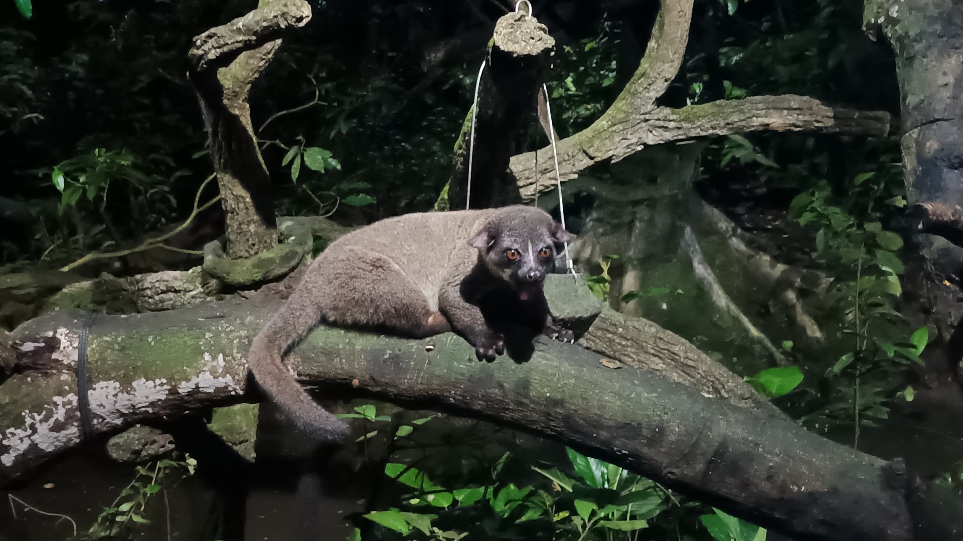 Small-Toothed Palm Civet