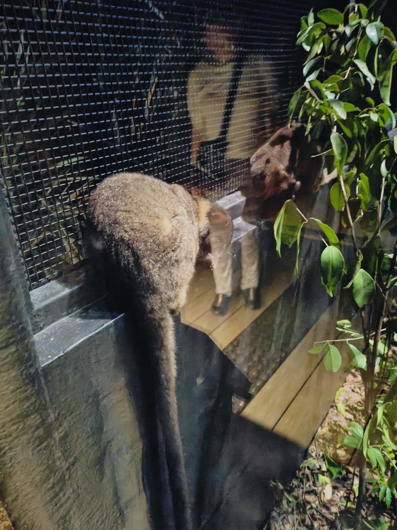 Small Toothed Palm Civet