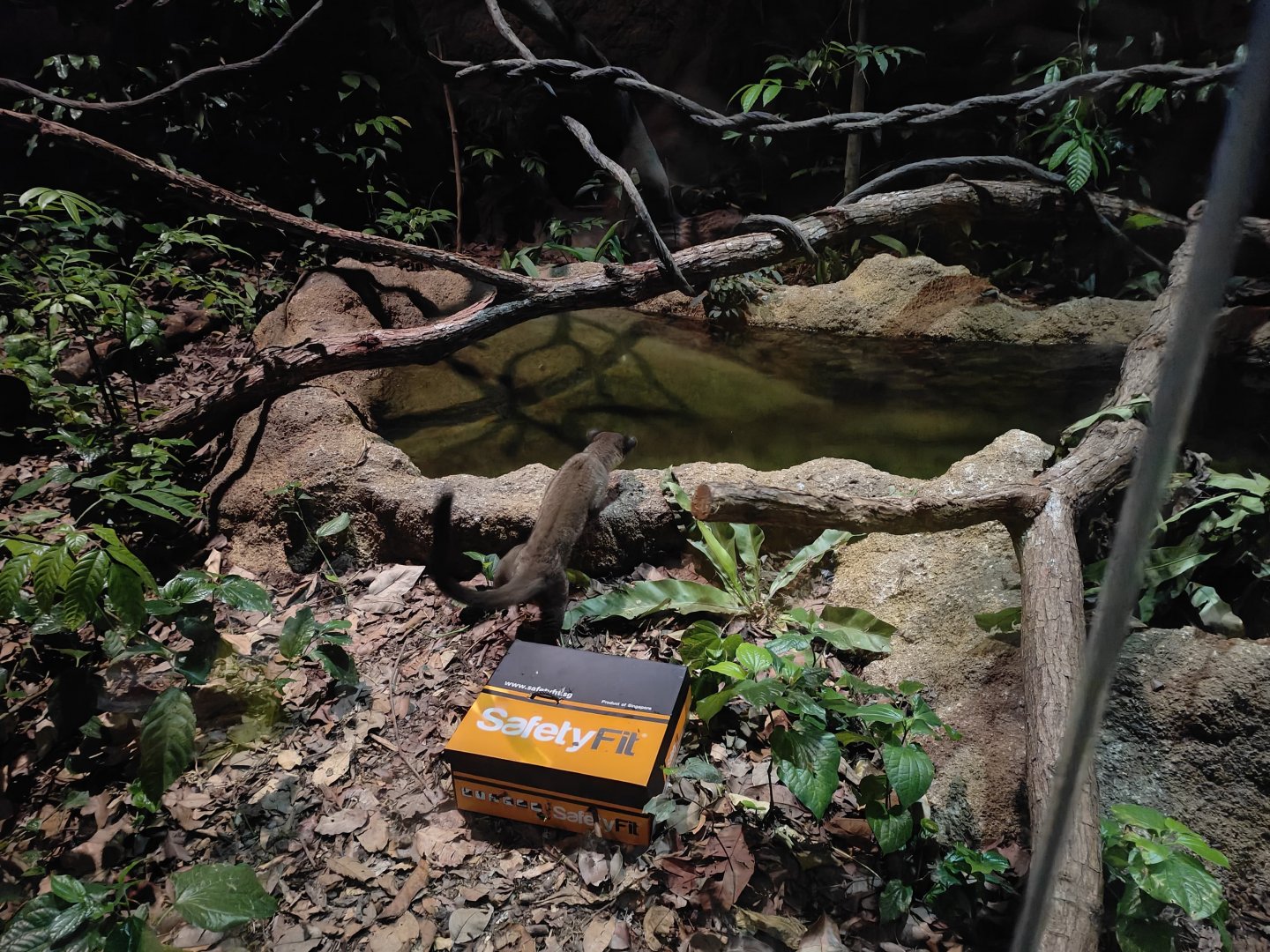 Small toothed palm civet