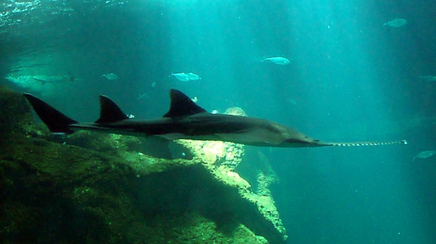 Small-toothed Sawfish (Pristis microdon)