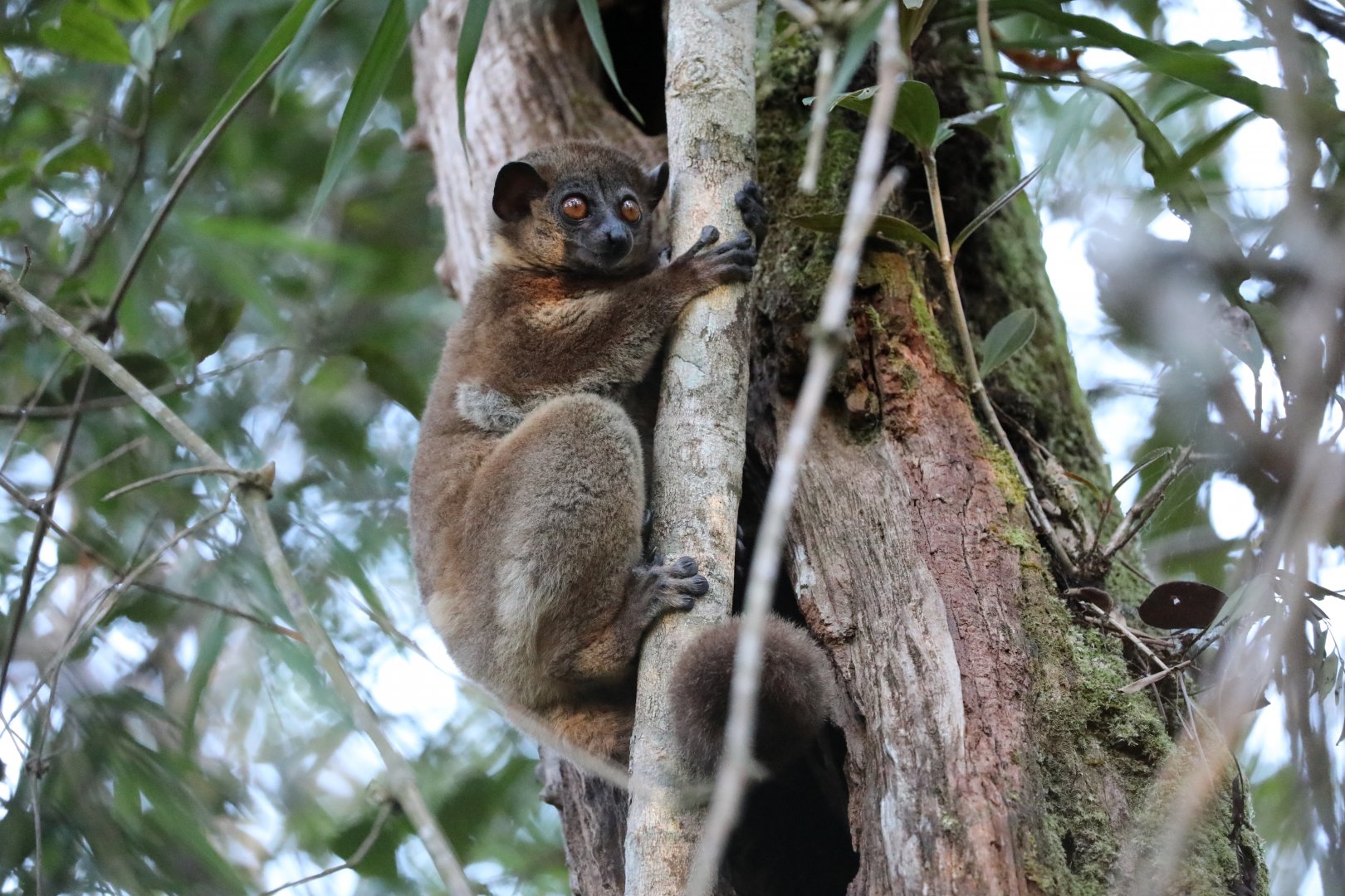 small-toothed sportive lemur (Lepilemur microdon) Family Lifer!