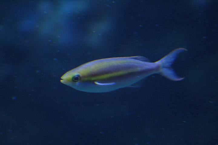 Small-toothed whiptail (Pentapodus caninus) - BXSea