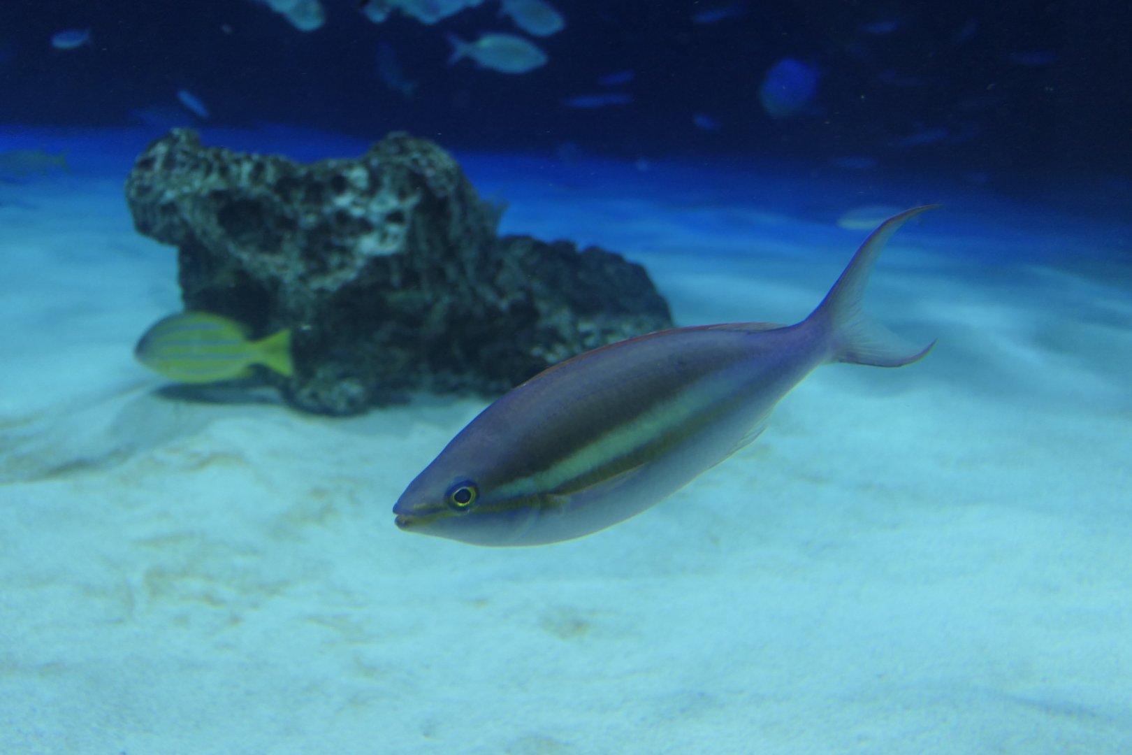 Small-toothed Whiptail (Pentapodus caninus)