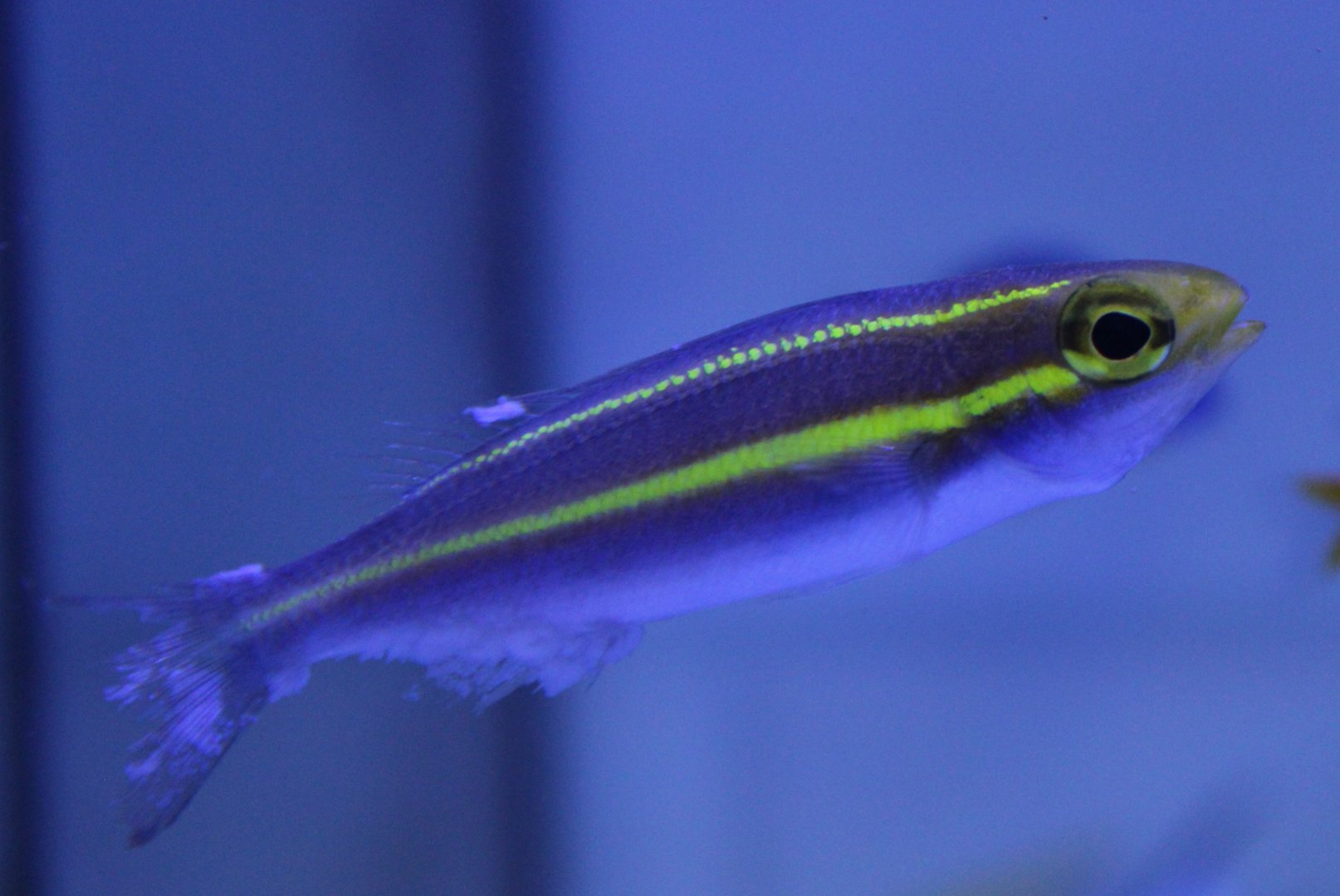 Small-toothed whiptail - Pentapodus nemurus