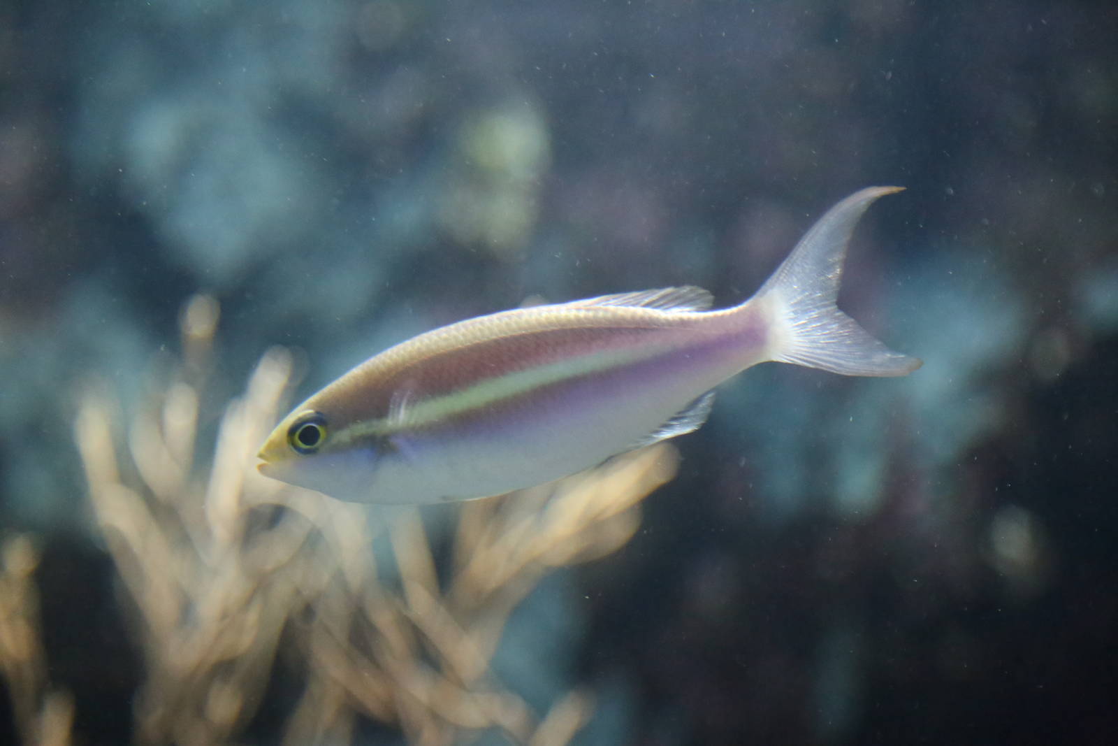 Small-toothed Whiptail