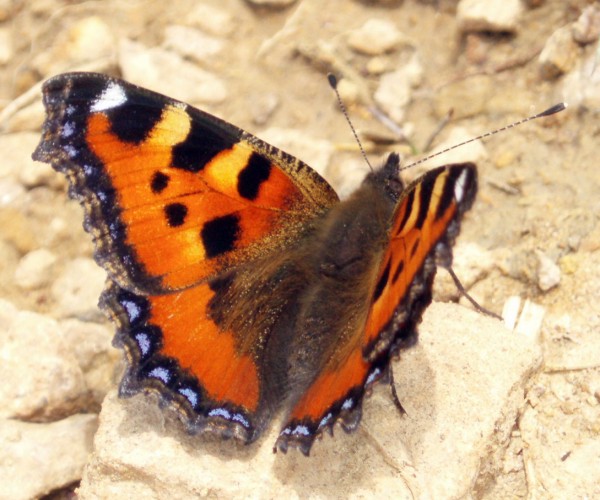 Small Tortoiseshell (Aglais urticae)