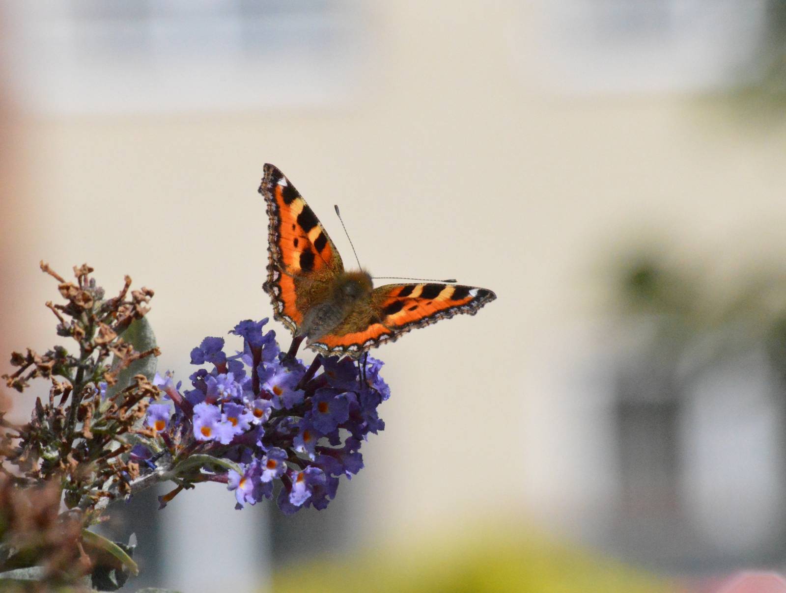 Small Tortoiseshell butterfly