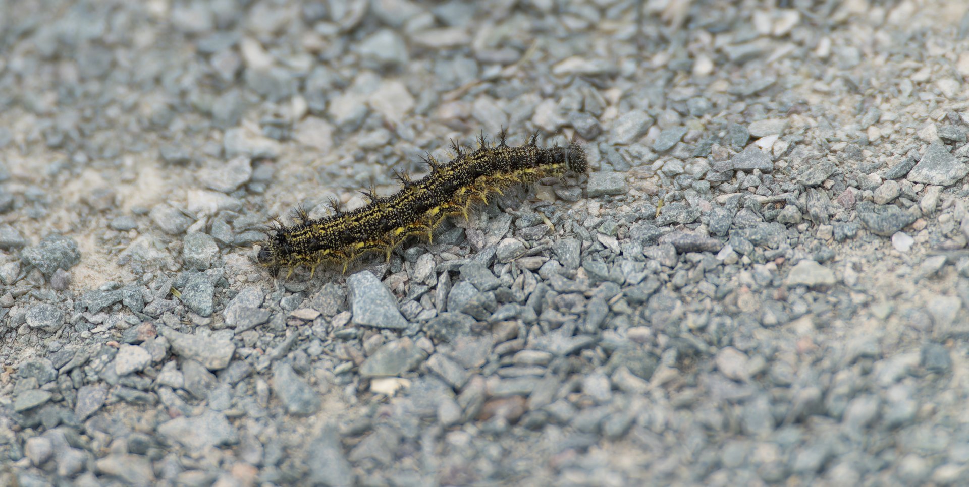 Small Tortoiseshell, Caterpillar, RSPB Frampton Marsh, UK