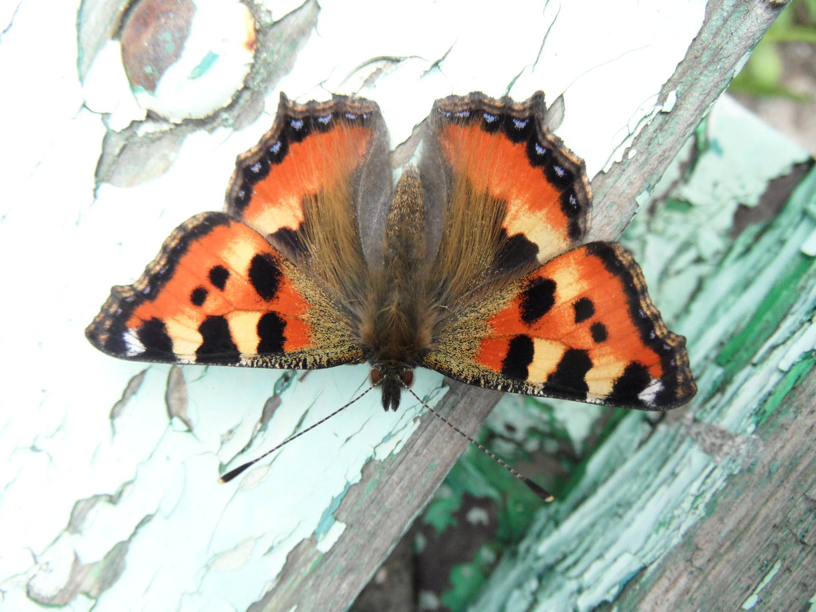 Small tortoiseshell