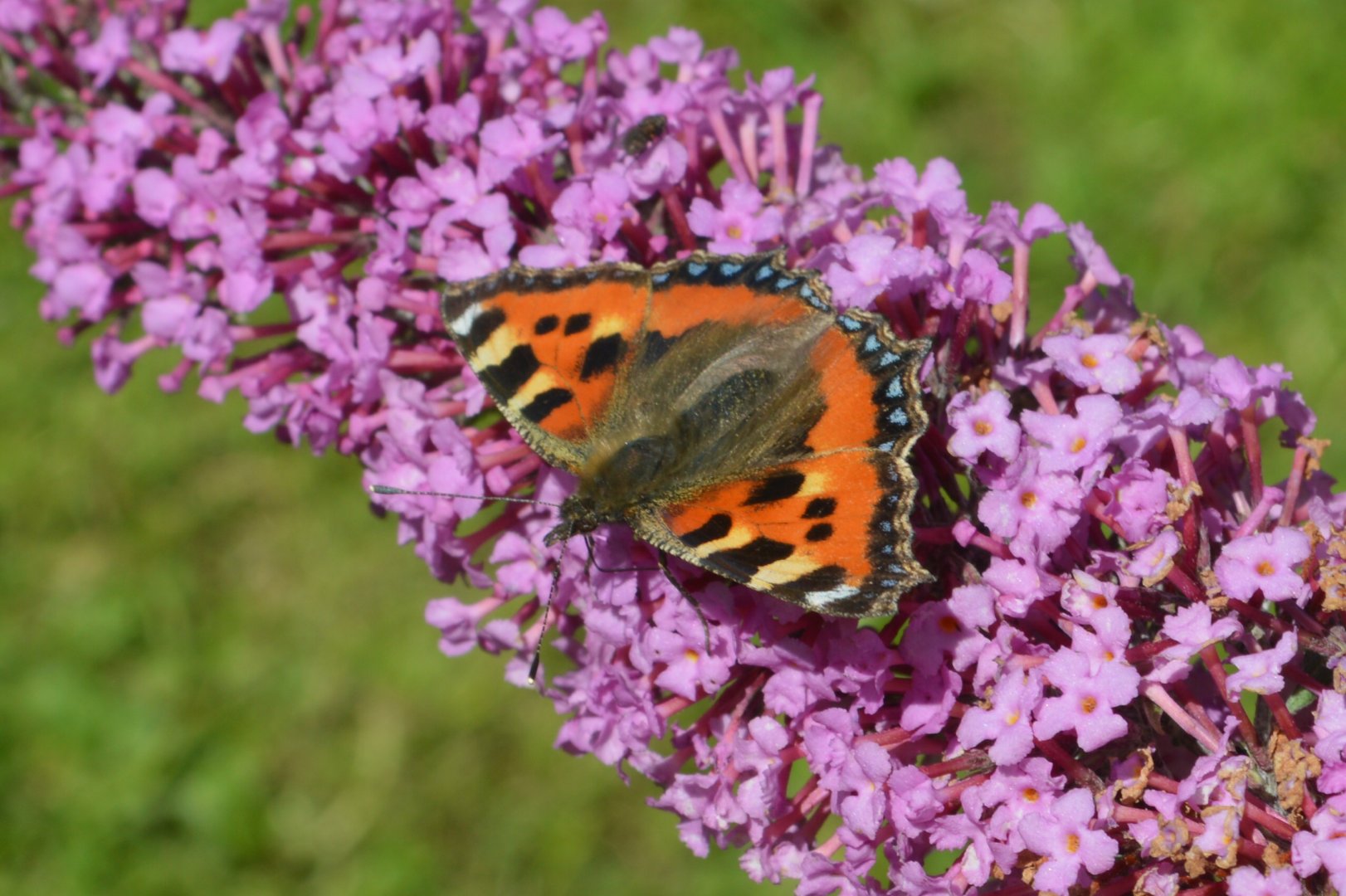 Small Tortoiseshell