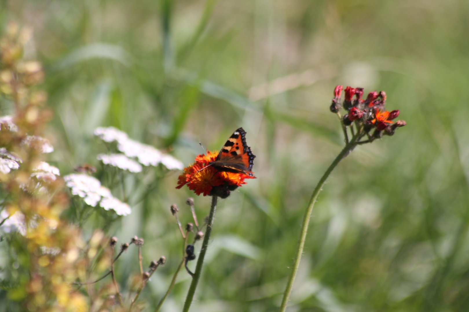 small tortoiseshell