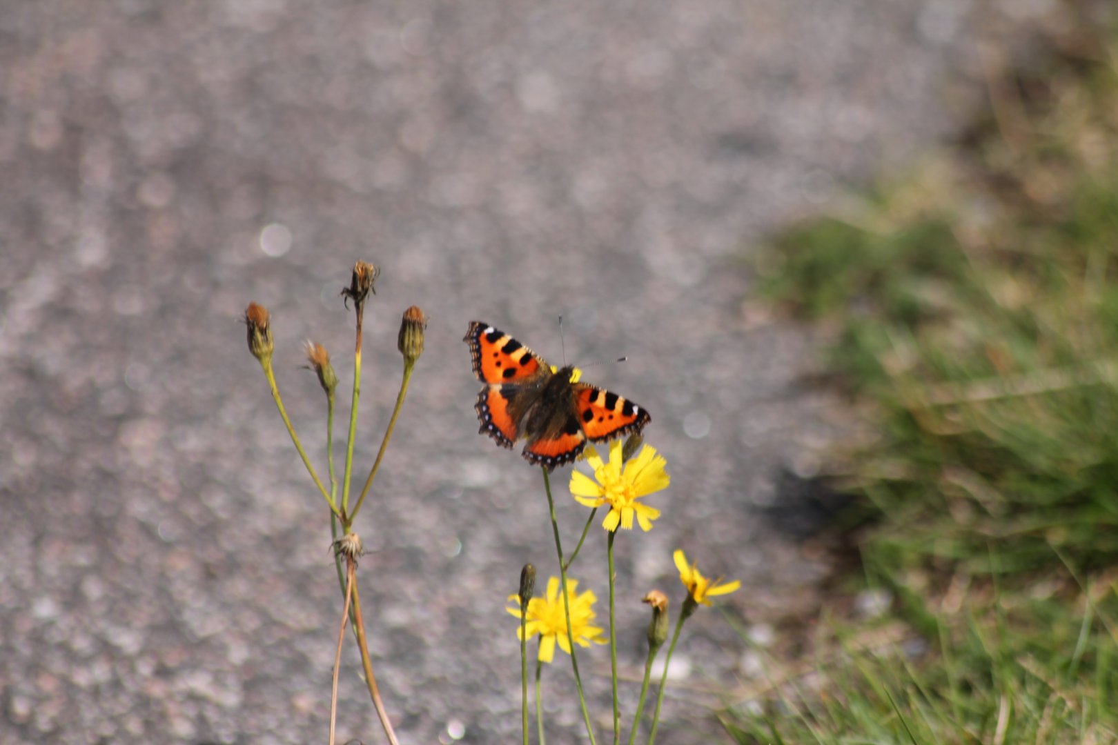 Small Tortoiseshell
