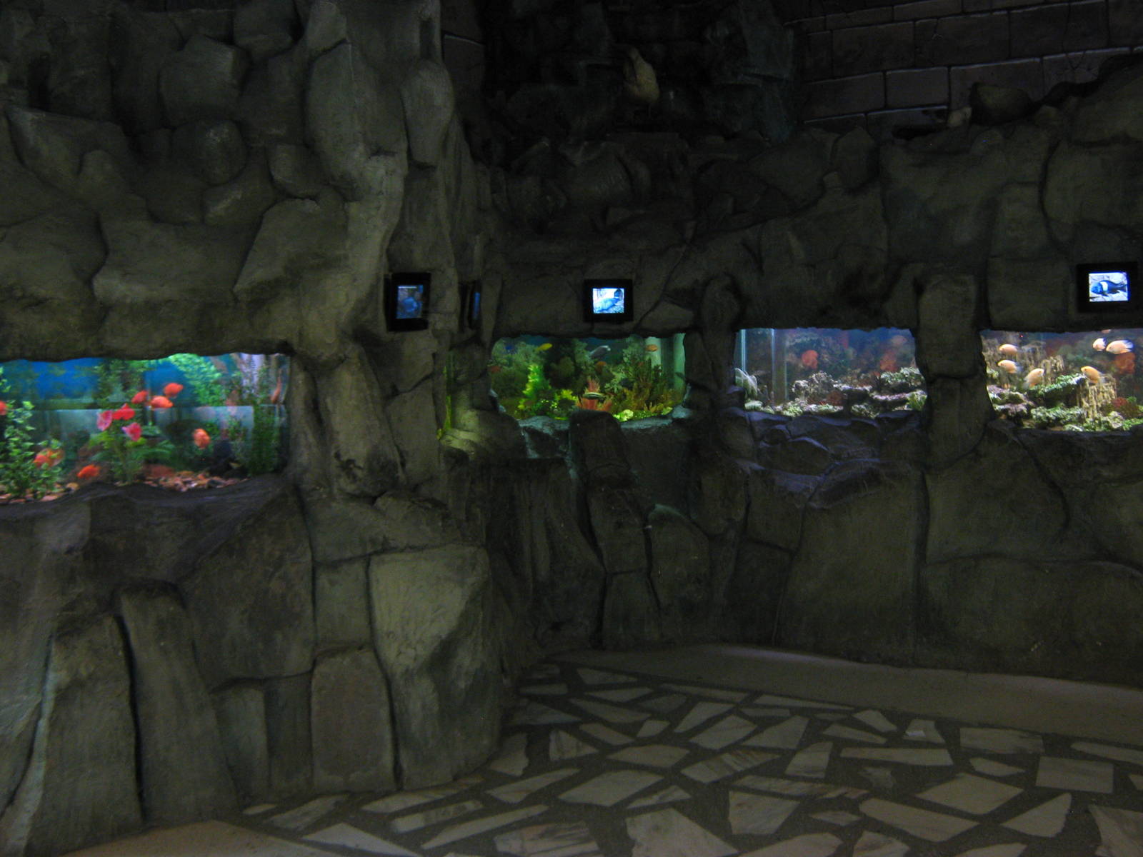 small tropical freshwater tanks
