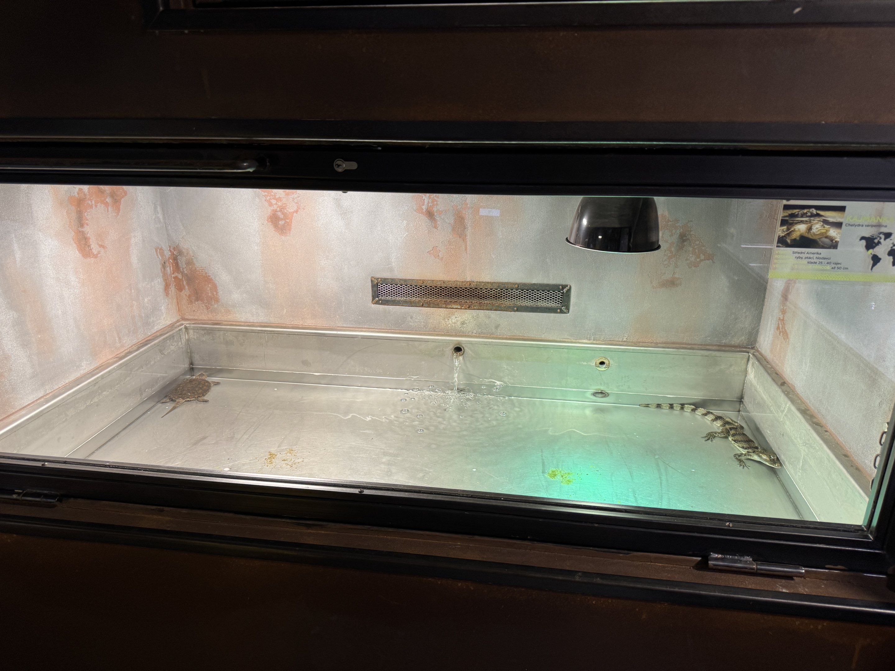 Small turtle and caiman exhibit - Terrarium Staré Město