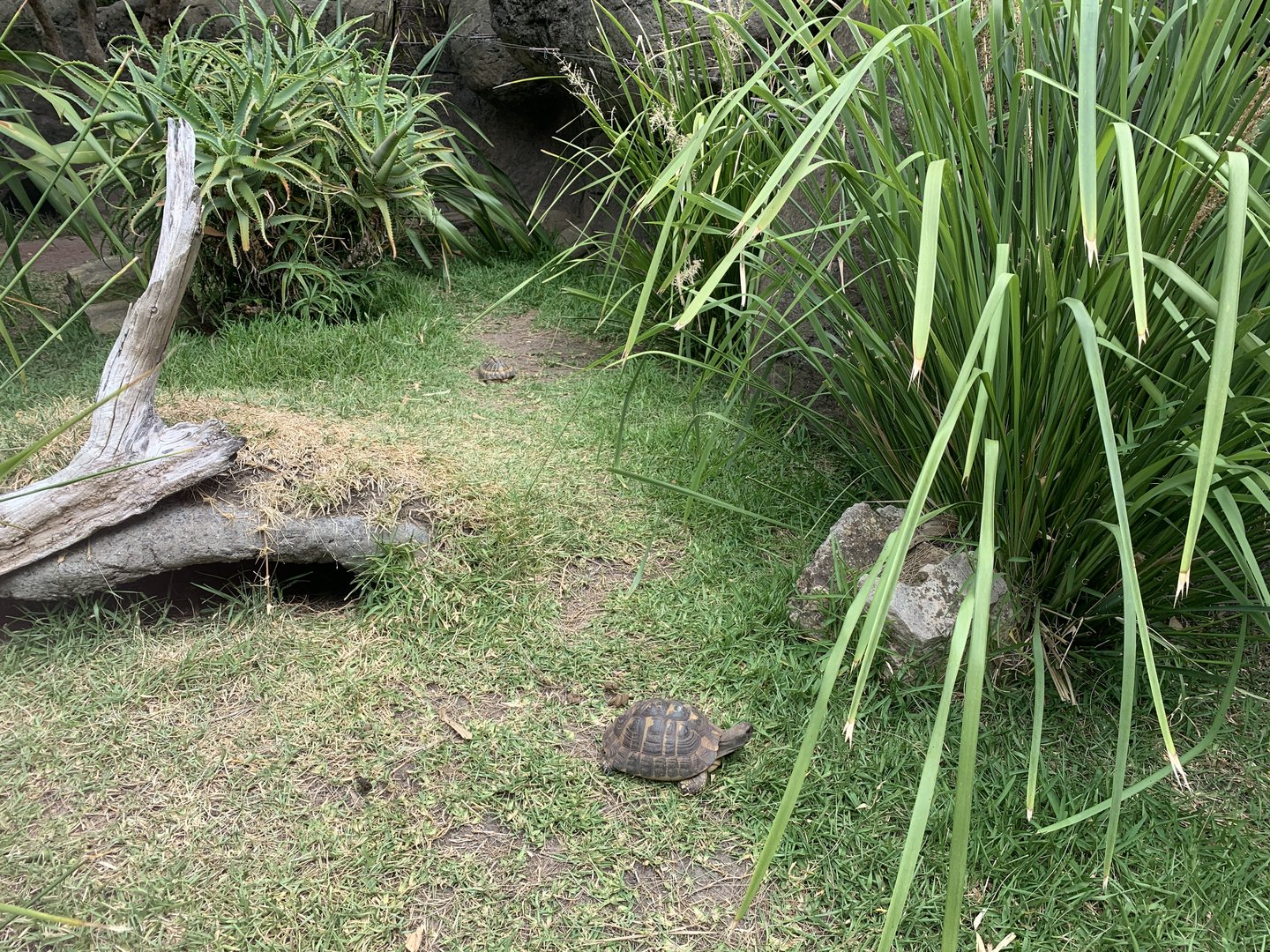 Small Turtle Exhibit