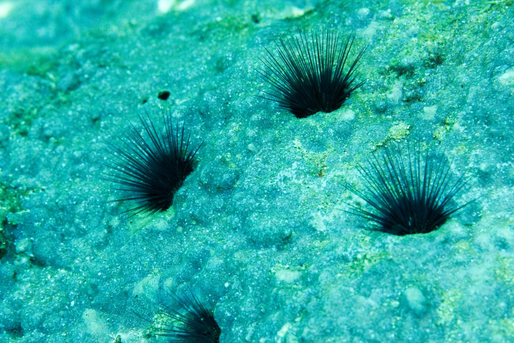 Small Urchins