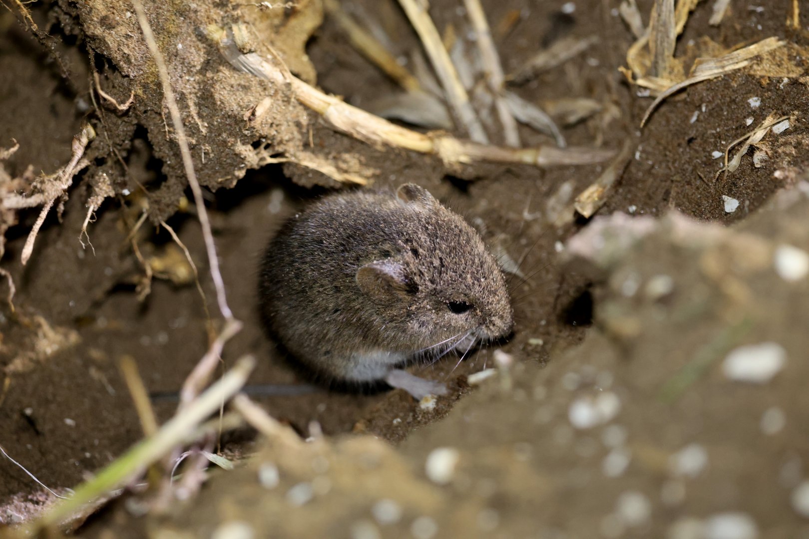 small vesper mouse (Calomys laucha)