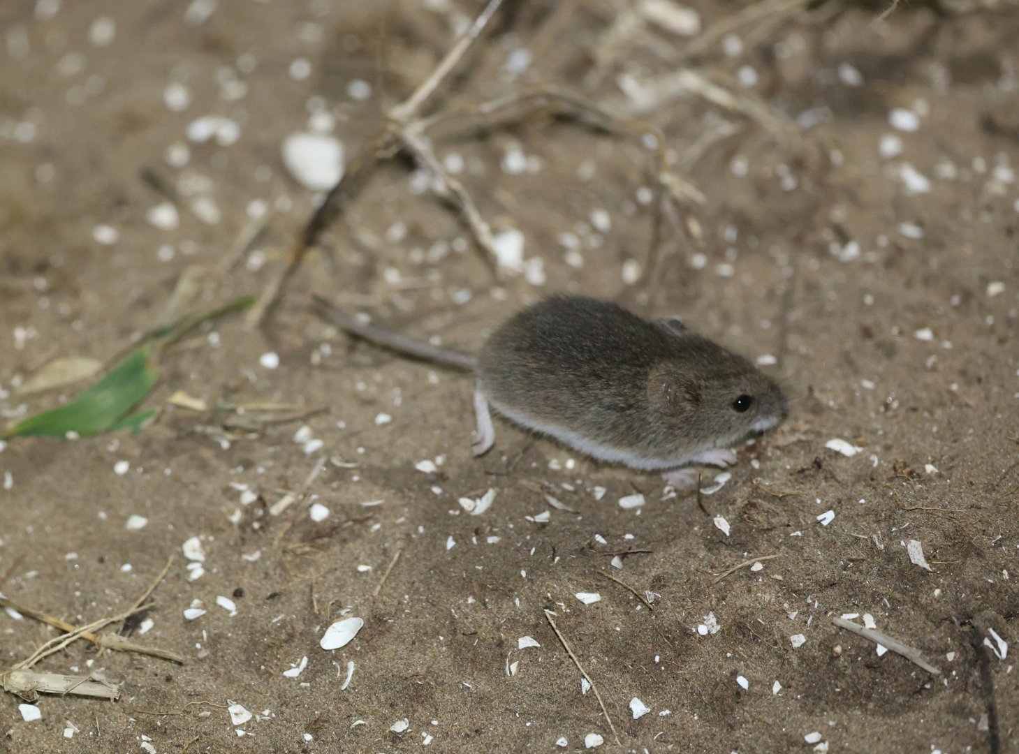 small vesper mouse (Calomys laucha)
