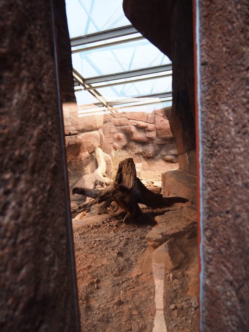 Small viewing window into bobcat exhibit (Sep 16th, 2018)