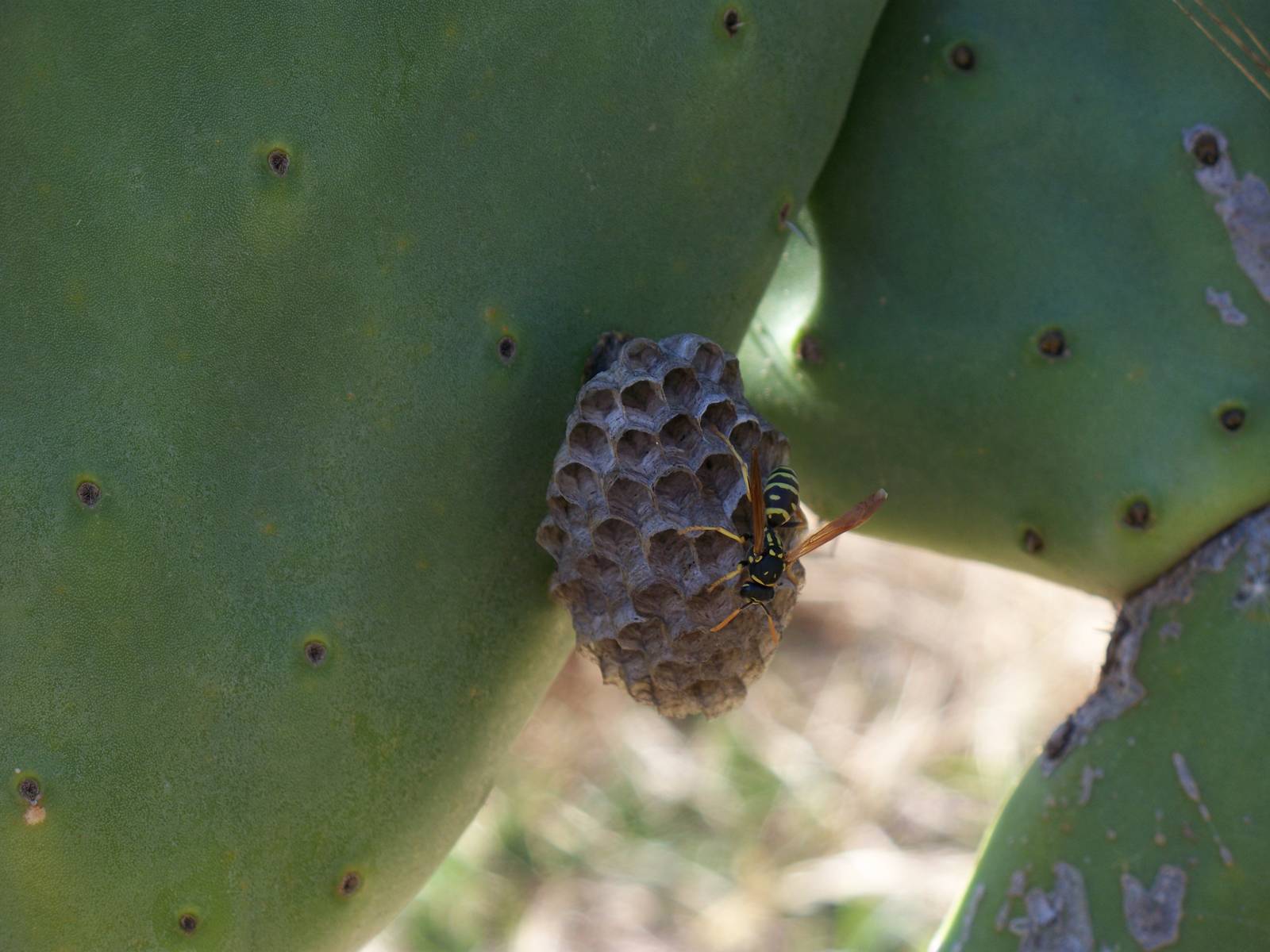 small wasp species unknown