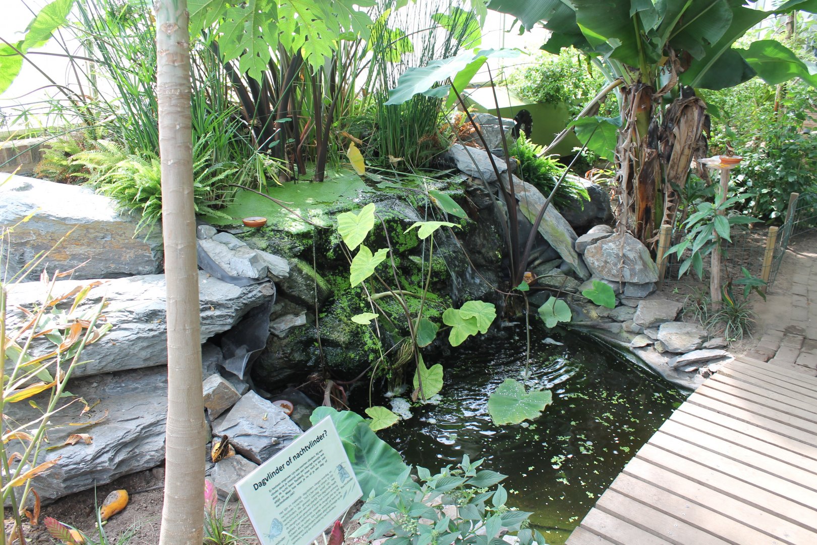 Small waterfall in Butterfly-hall