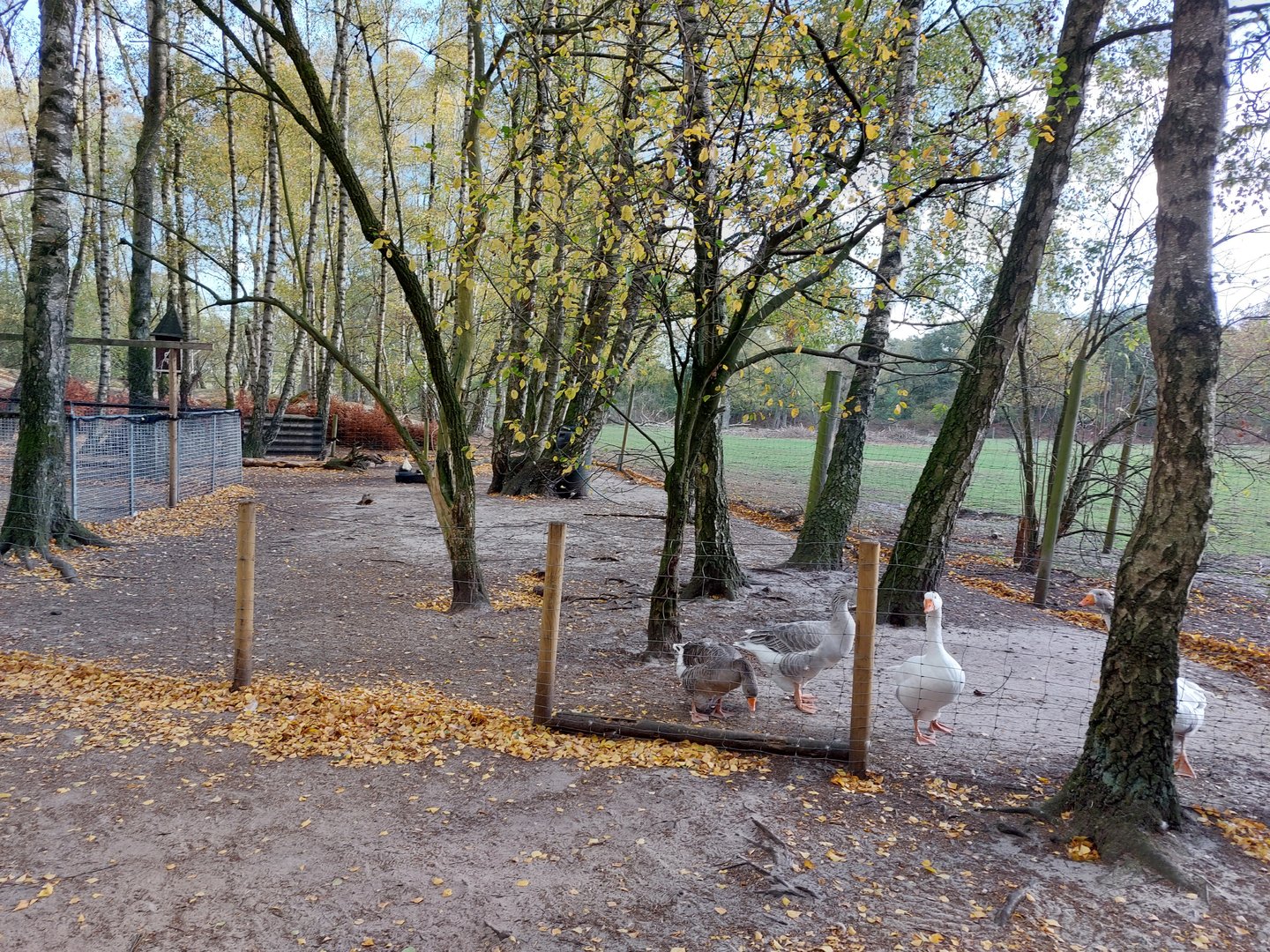 Small waterfowl exhibit with Indian Runner ducks and domestic geese