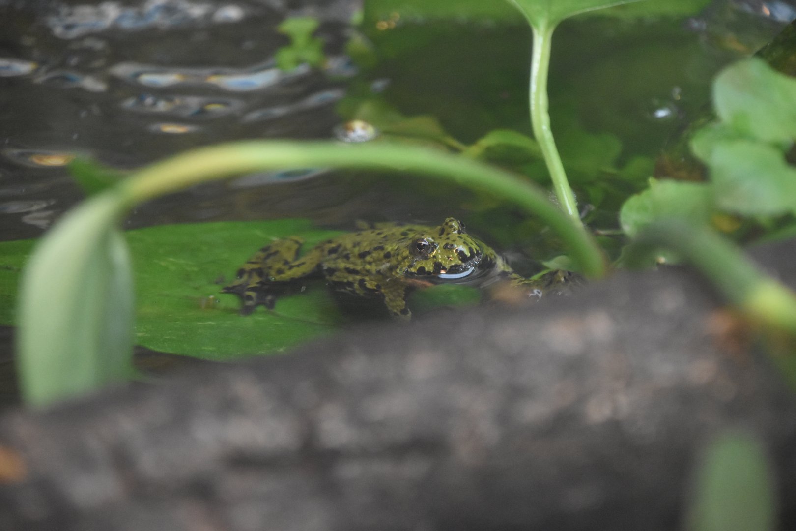 Small-webbed bell toad, Bombina microdeladigitora