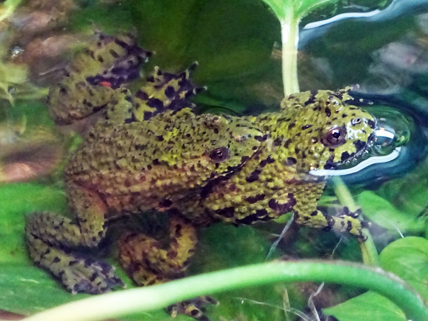 Small-Webbed Bell Toad