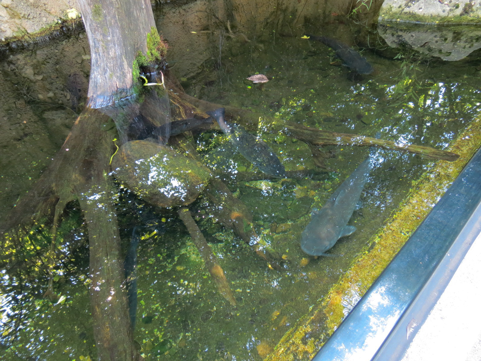 Small Wetland Pool Exhibits