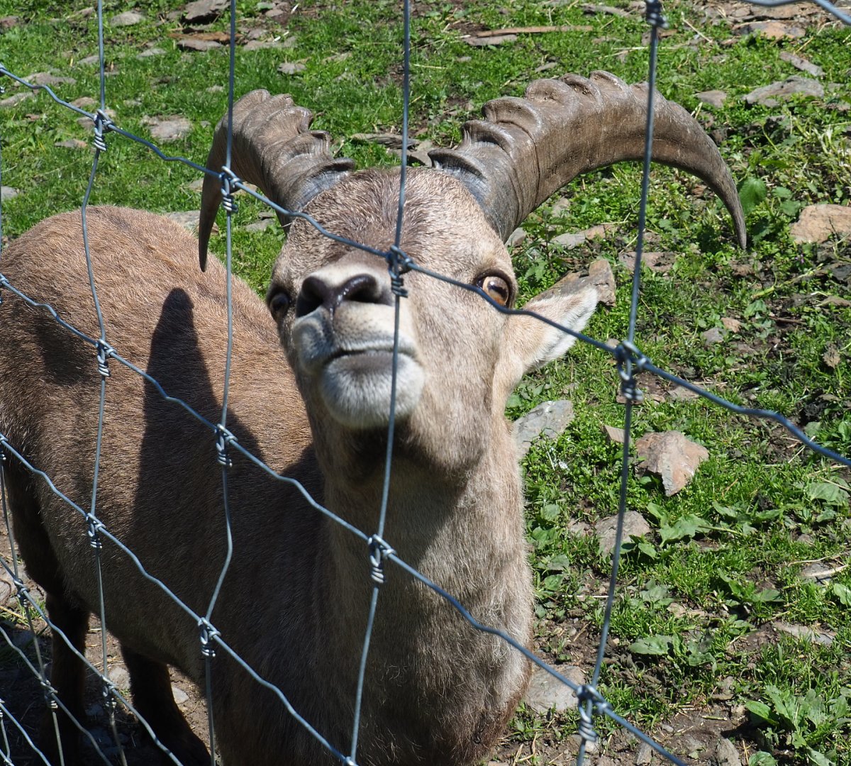 Smaller adult male Alpine ibex (Capra ibex), 2021-05-29