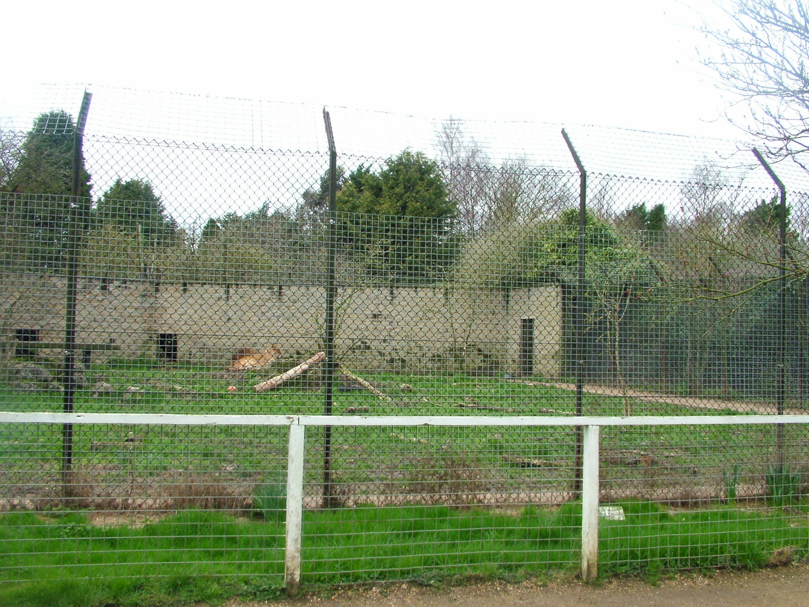 Smaller African Lion exhibit at Linton 05/04/10