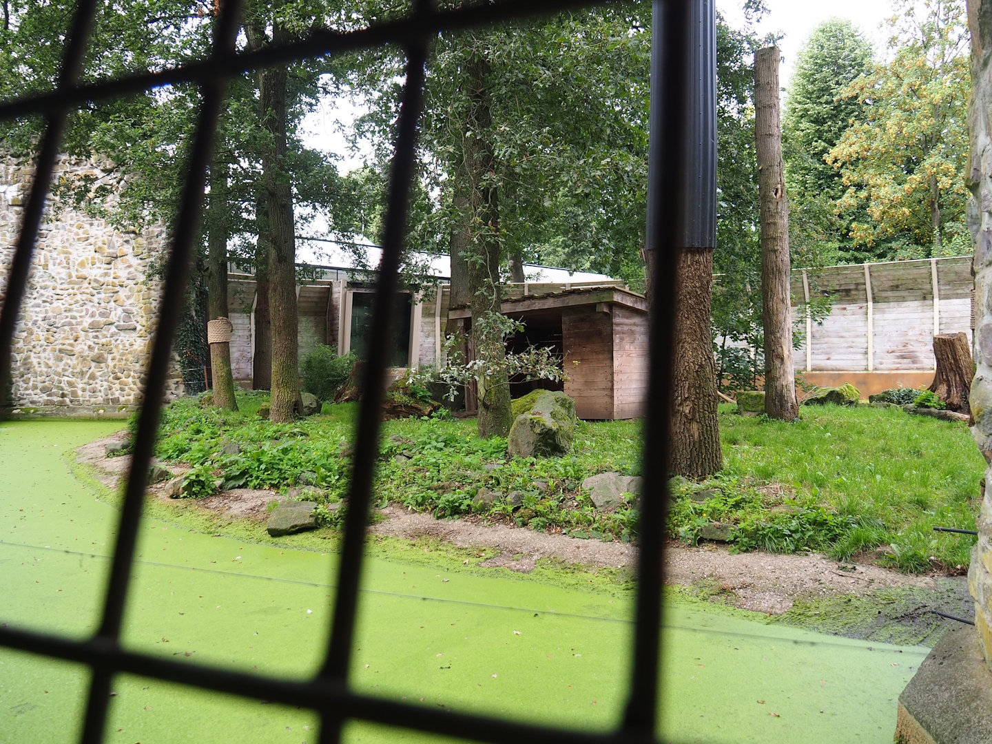 Smaller Amur tiger exhibit, 2023-08-17