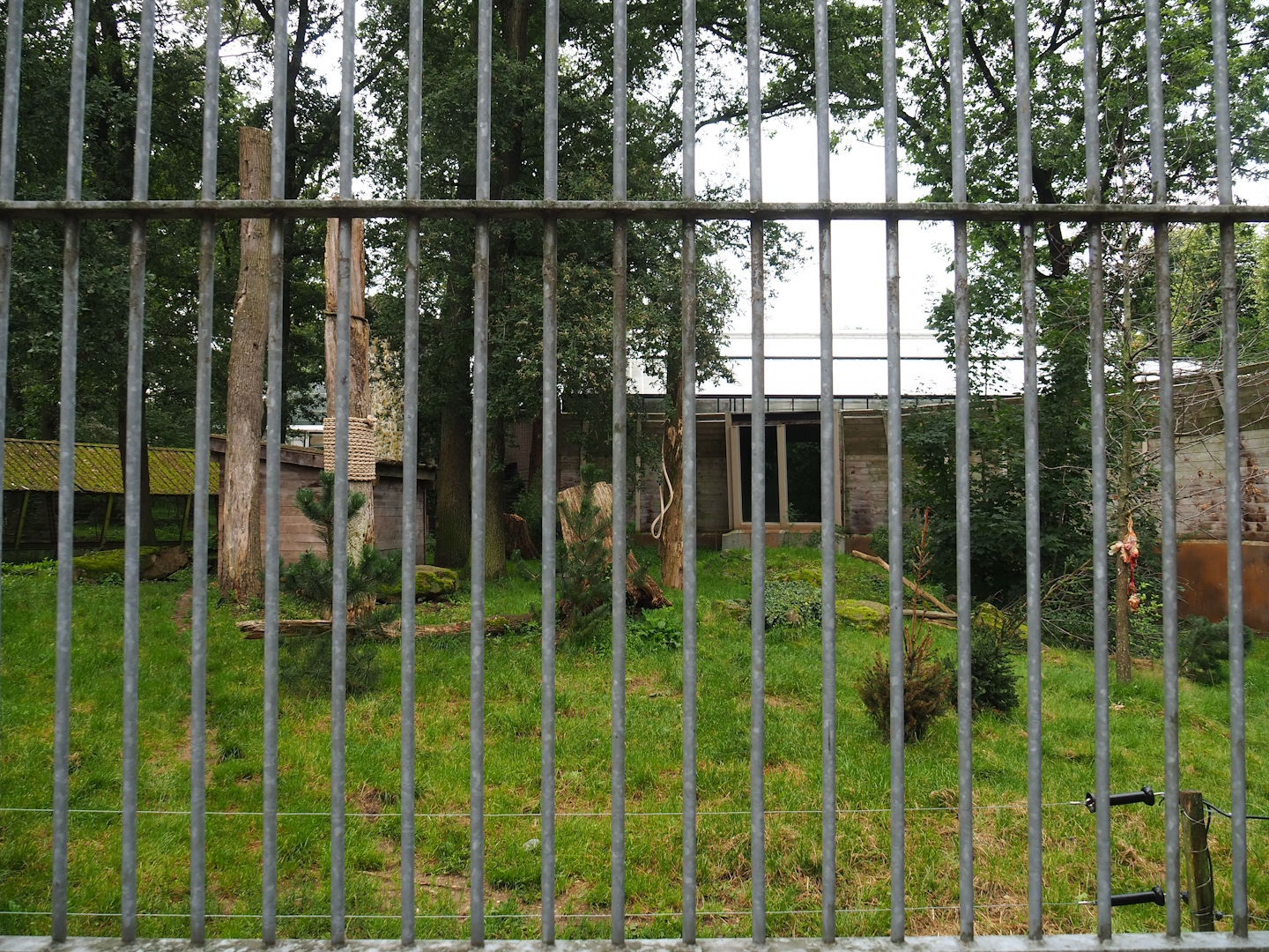 Smaller Amur tiger exhibit, 2023-08-17