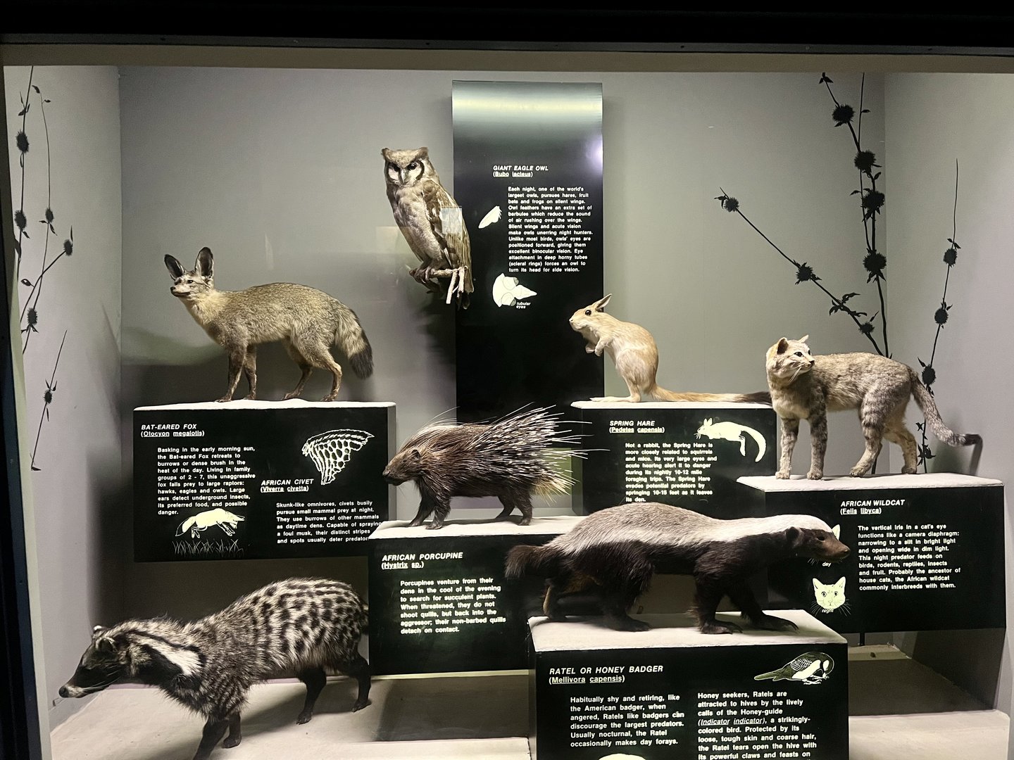 Smaller Animals of the Savannah