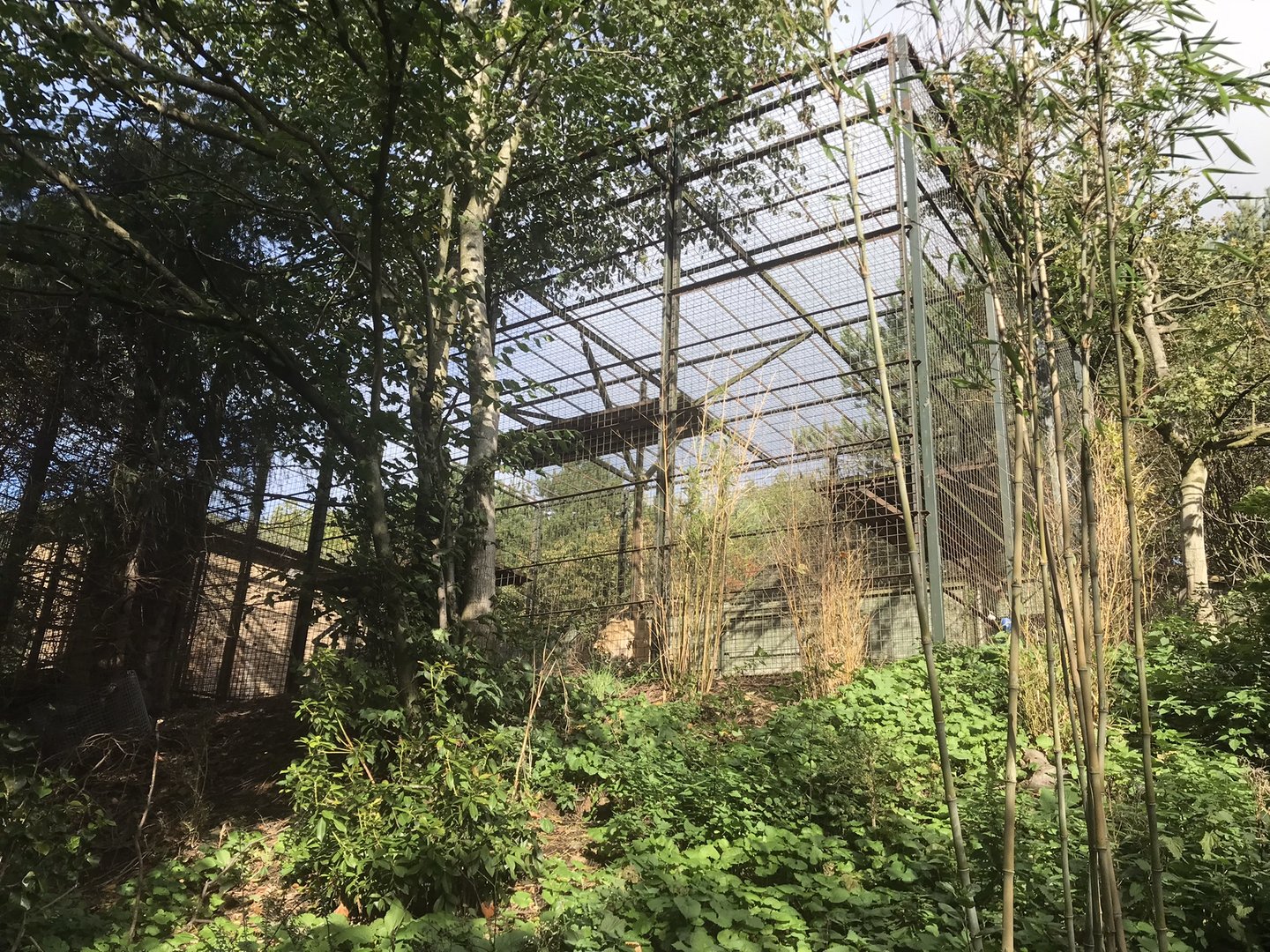 Smaller Asiatic lion enclosure