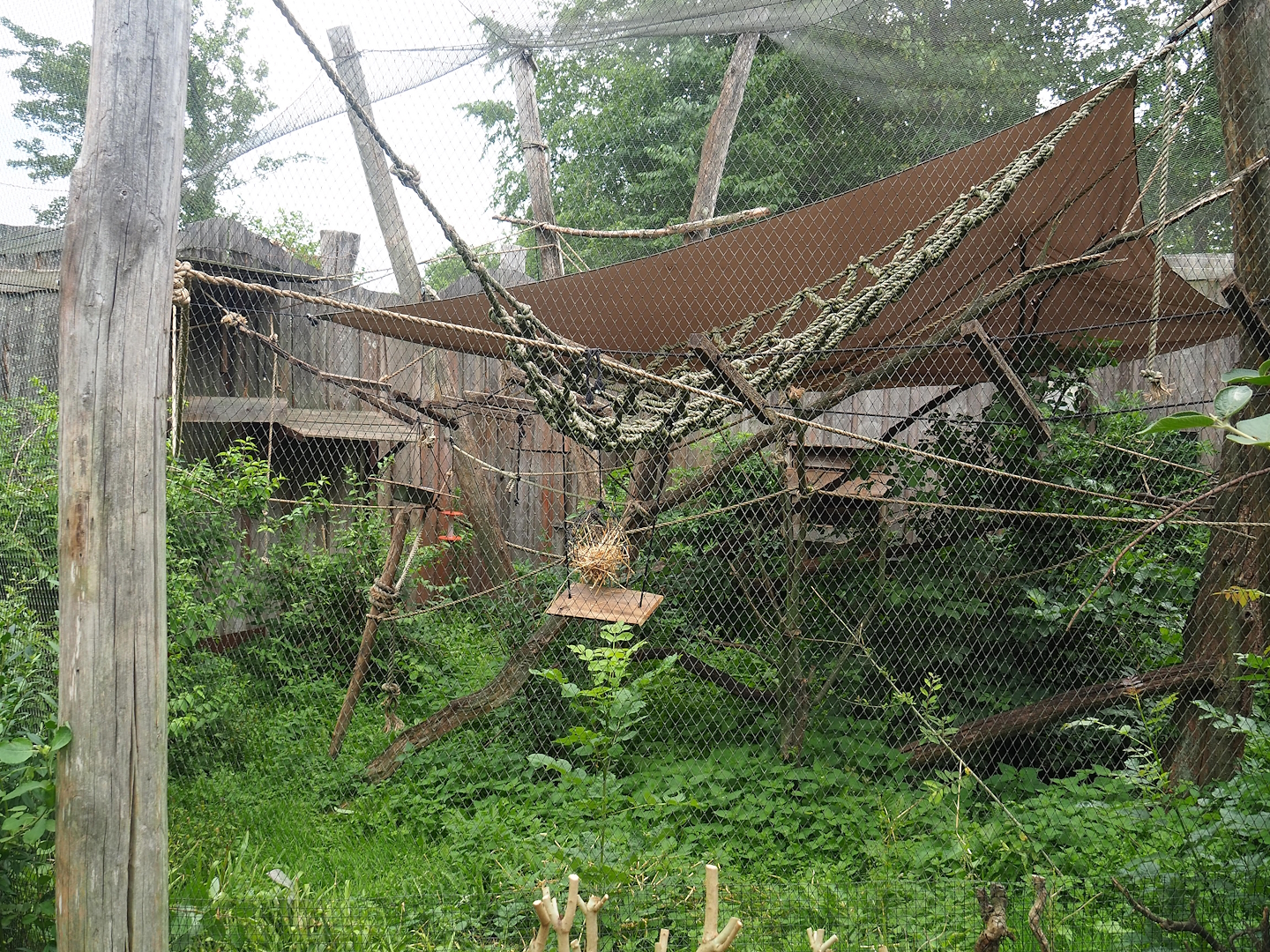 Smaller Bolivian squirrel monkey exhibit, 2023-07-18
