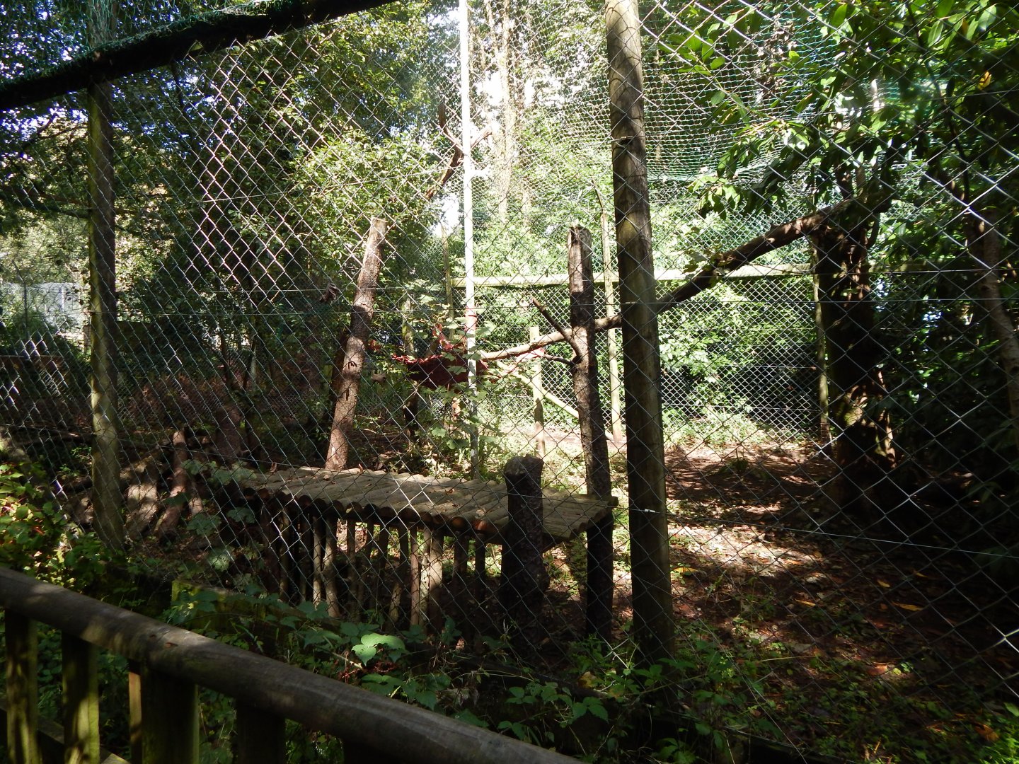Smaller Carpathian lynx enclosure 050925