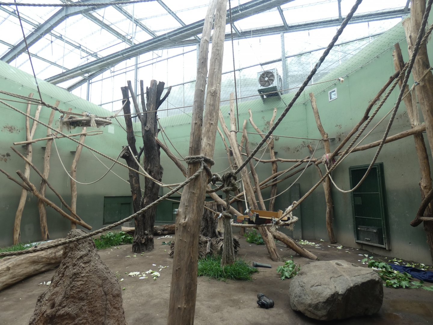 Smaller Chimpanzee Indoors