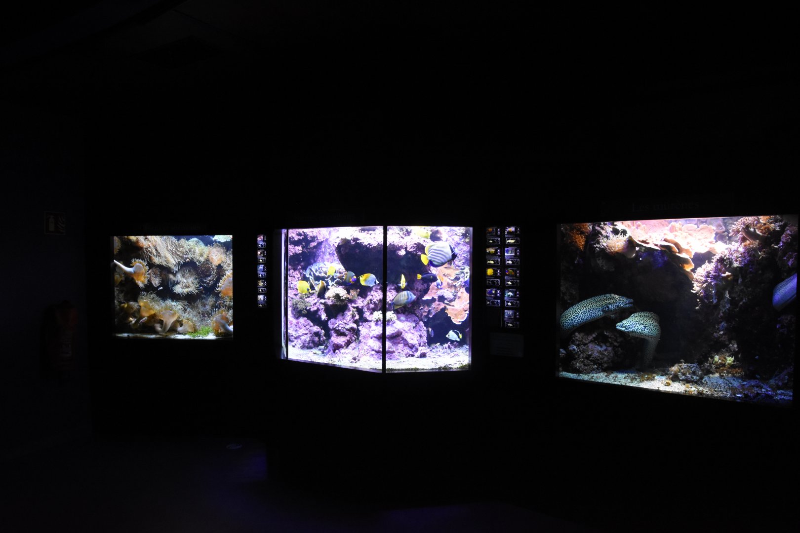 Smaller coral reef tanks